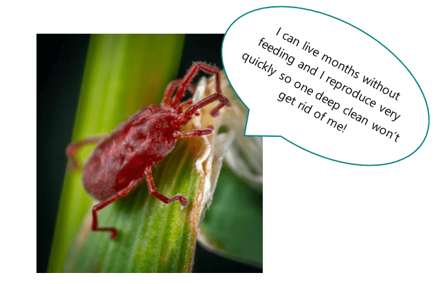 Red Mite Speech Bubble